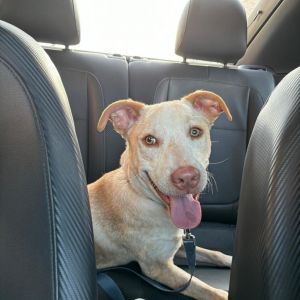 Damon, Young Male Labrador Retriever