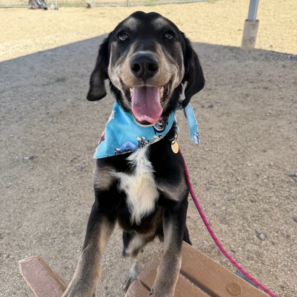 Lucy, an adoptable Mixed Breed in Las Cruces, NM, 88012 | Photo Image 1