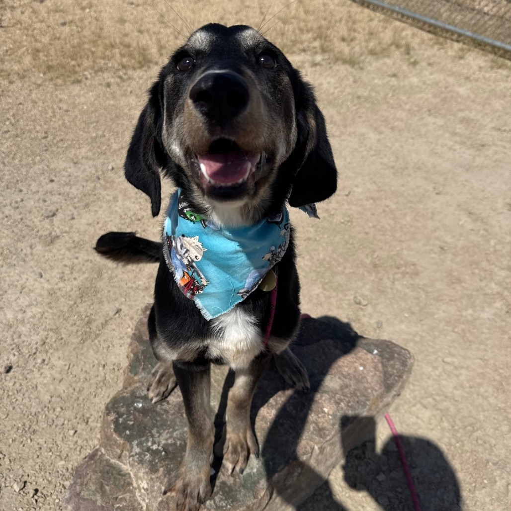 Lucy, an adoptable Mixed Breed in Las Cruces, NM, 88012 | Photo Image 2