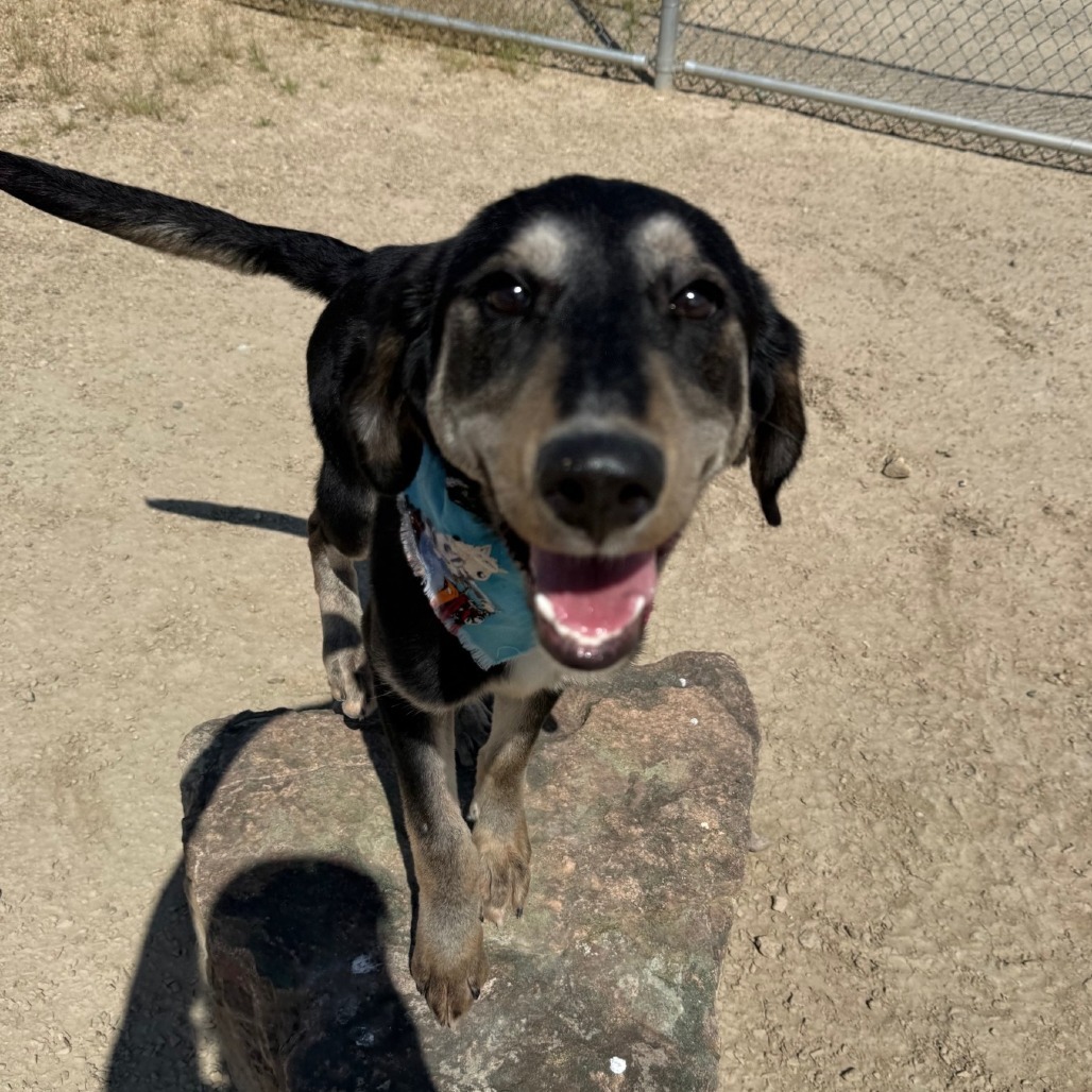 Lucy, an adoptable Mixed Breed in Las Cruces, NM, 88012 | Photo Image 3
