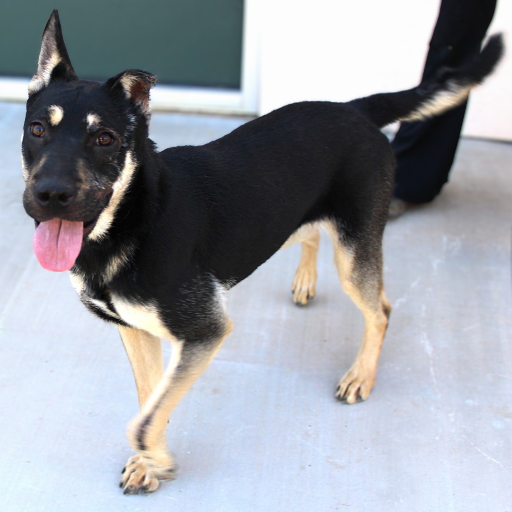 Maddi, an adoptable Mixed Breed in Las Cruces, NM, 88012 | Photo Image 1