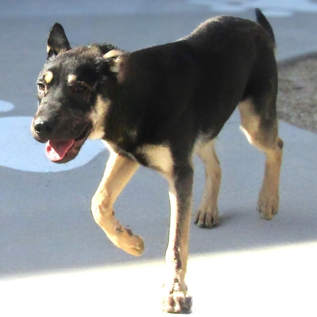 Maddi, an adoptable Mixed Breed in Las Cruces, NM, 88012 | Photo Image 2