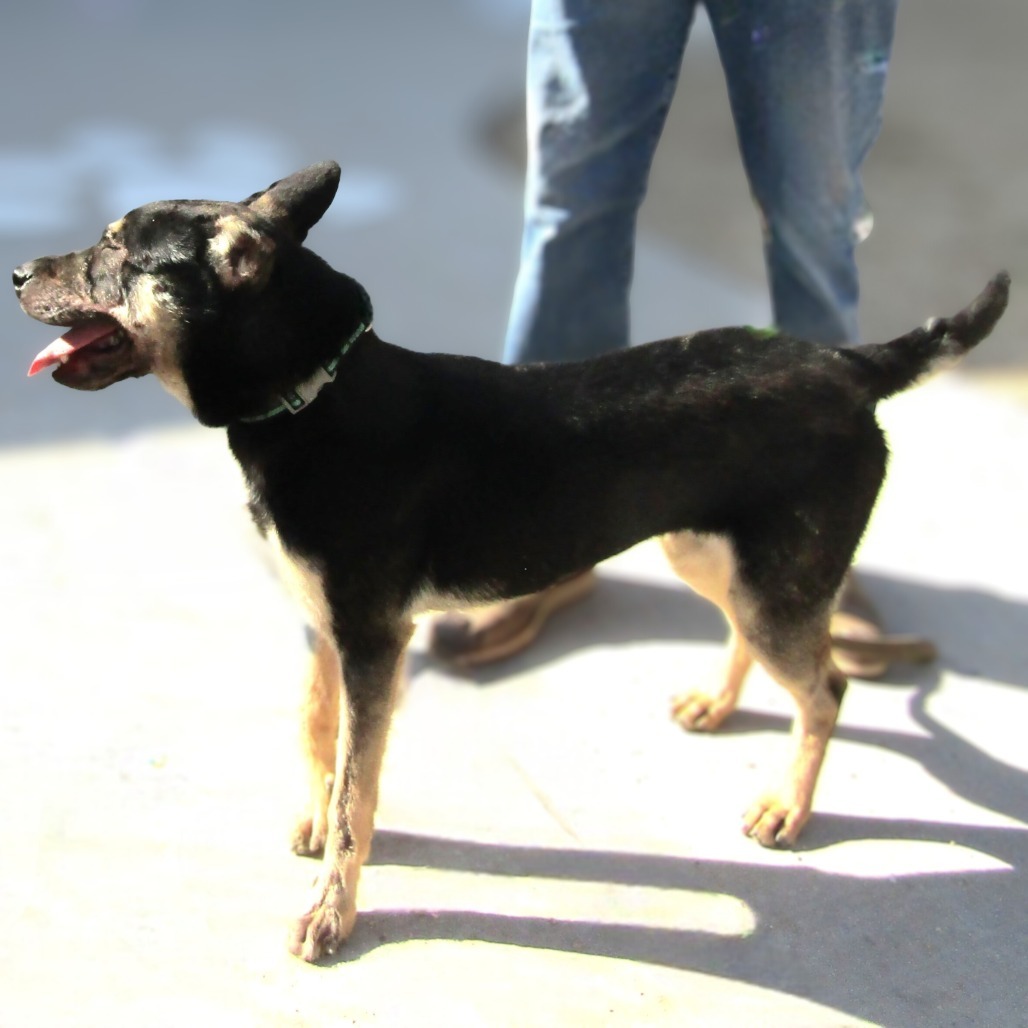 Maddi, an adoptable Mixed Breed in Las Cruces, NM, 88012 | Photo Image 3