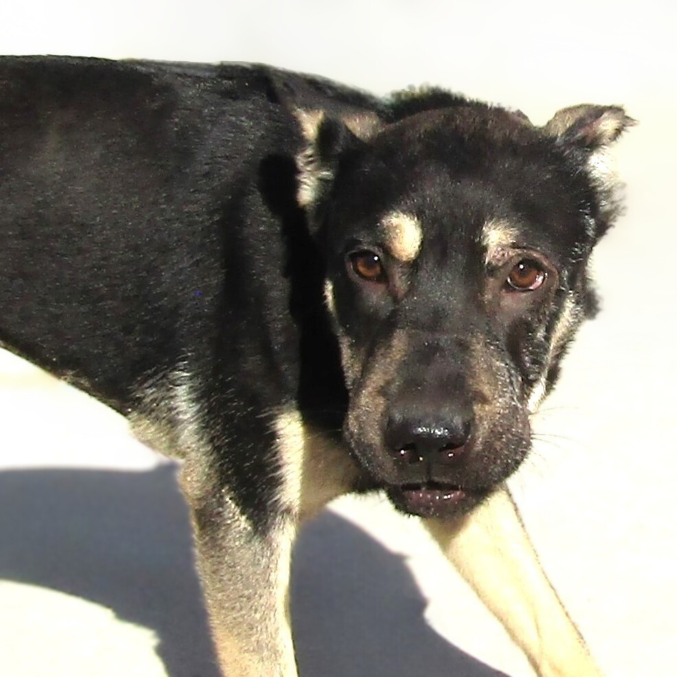 Maddi, an adoptable Mixed Breed in Las Cruces, NM, 88012 | Photo Image 4