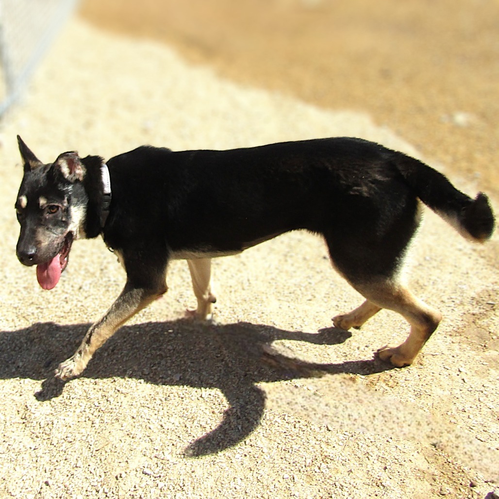 Maddi, an adoptable Mixed Breed in Las Cruces, NM, 88012 | Photo Image 5