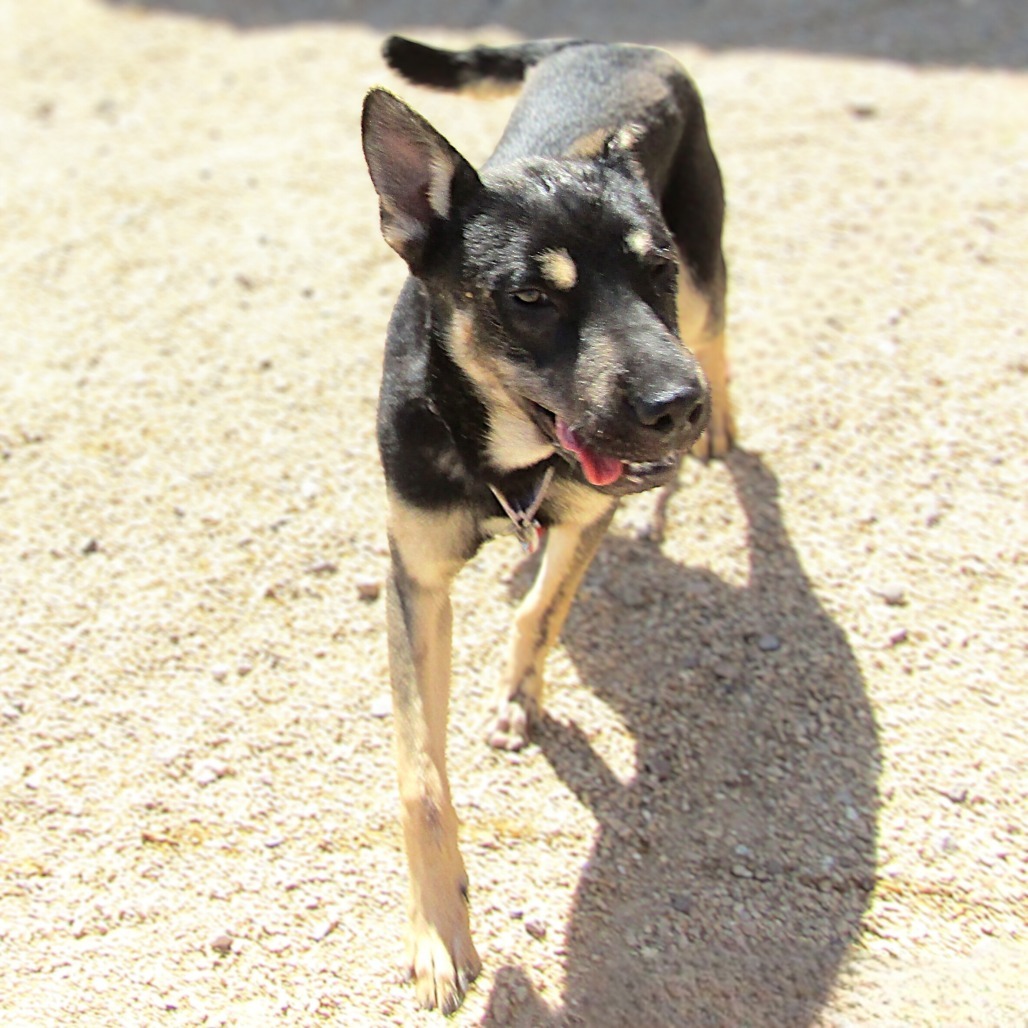 Maddi, an adoptable Mixed Breed in Las Cruces, NM, 88012 | Photo Image 6