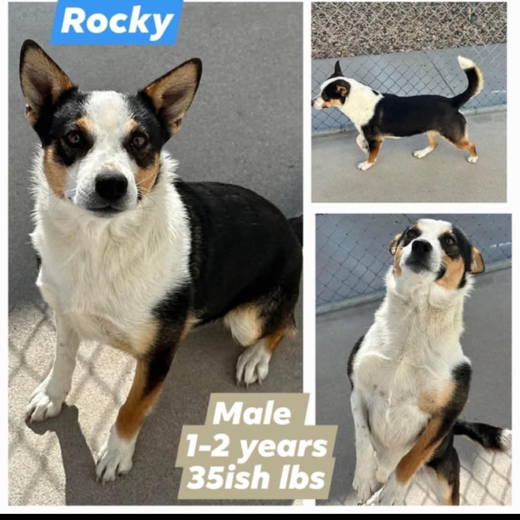 Rocky