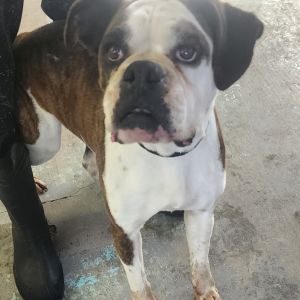 Arkansas (Arkie), Senior Female Boxer