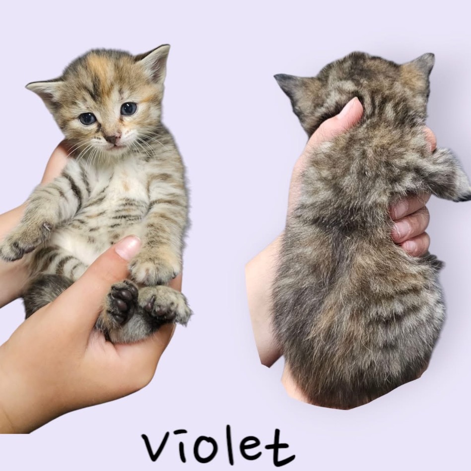 Violet