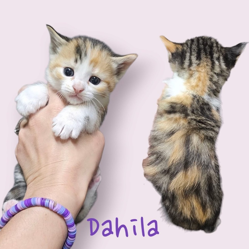 Dahila