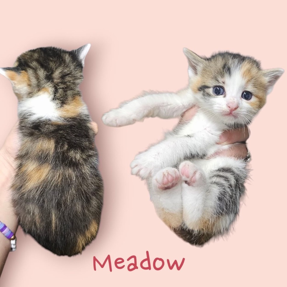 Meadow 2
