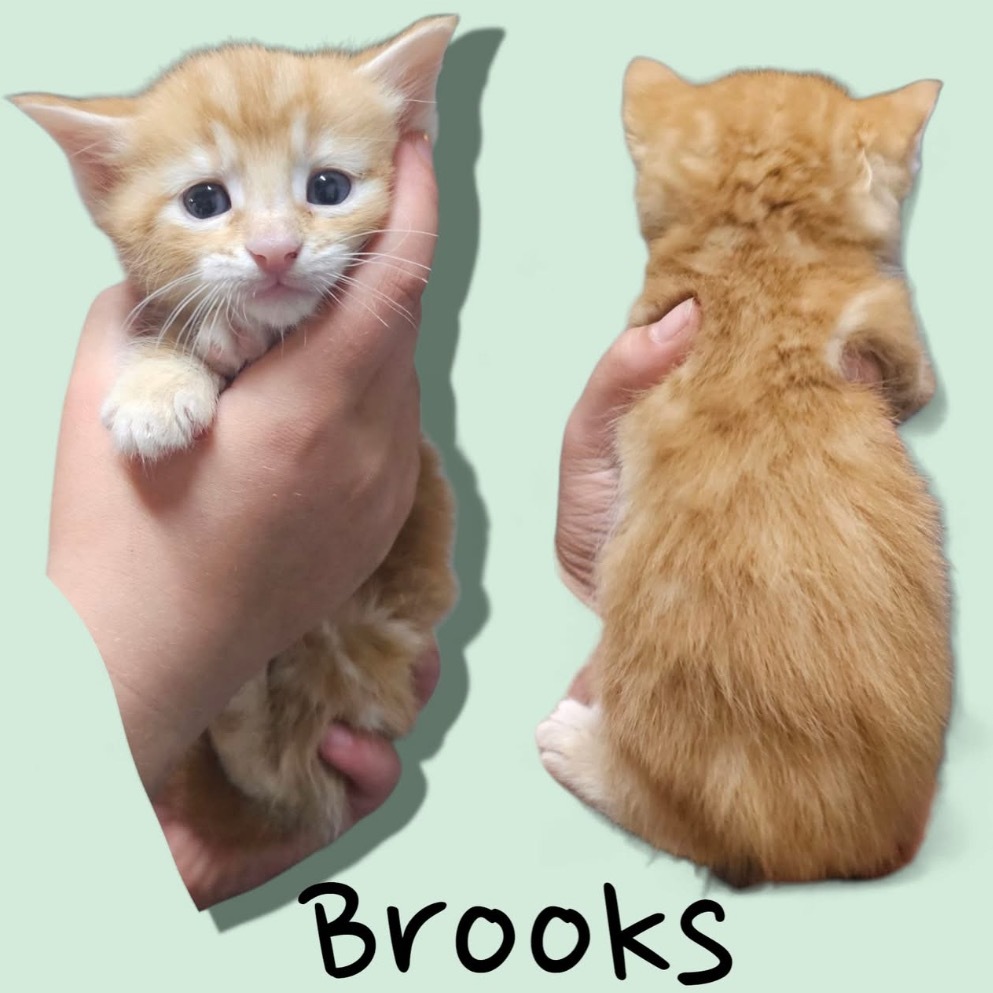 Brooks