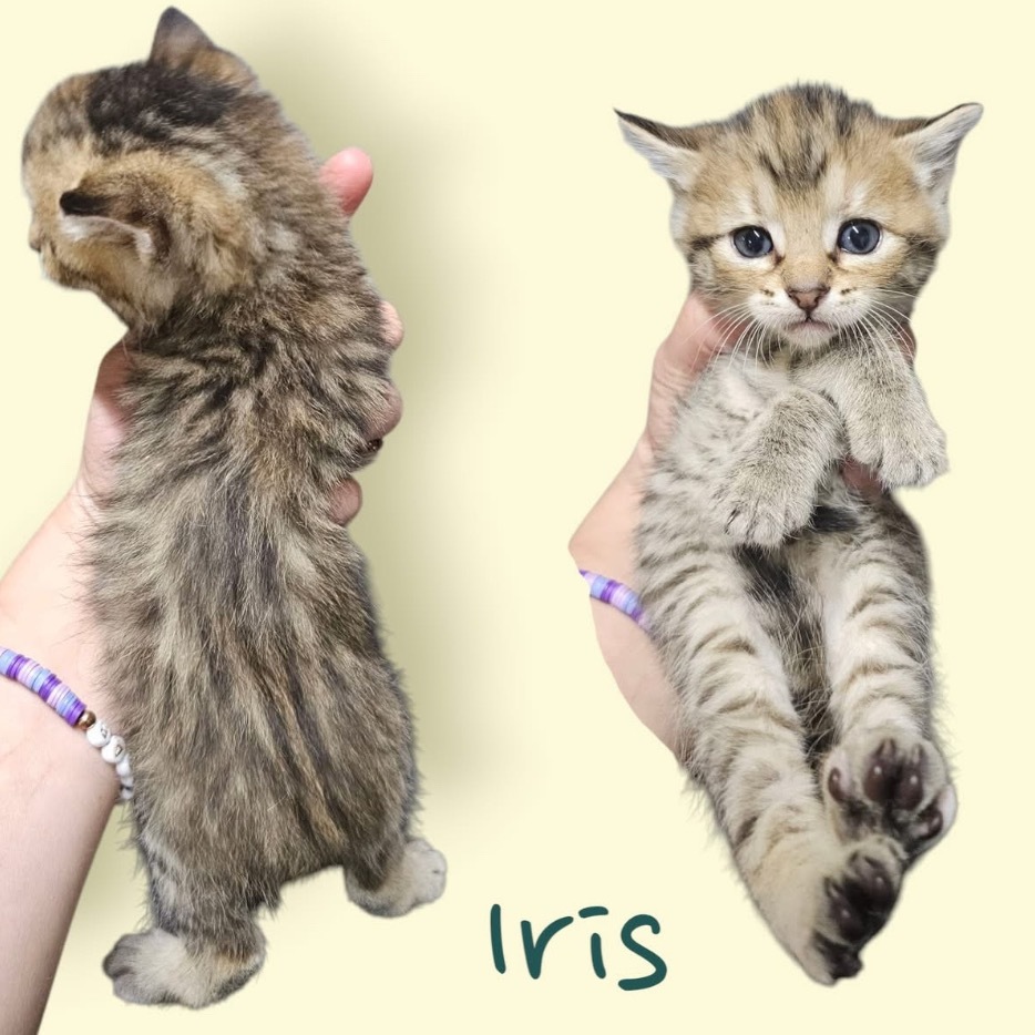 Iris