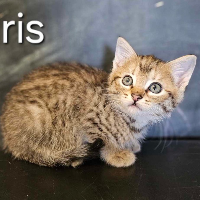 Iris