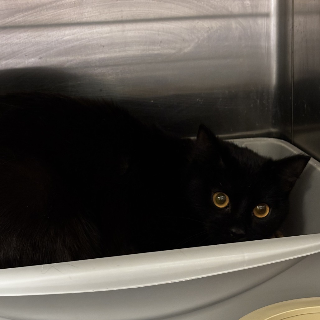 Leah, an adoptable Domestic Short Hair in Cody, WY, 82414 | Photo Image 2
