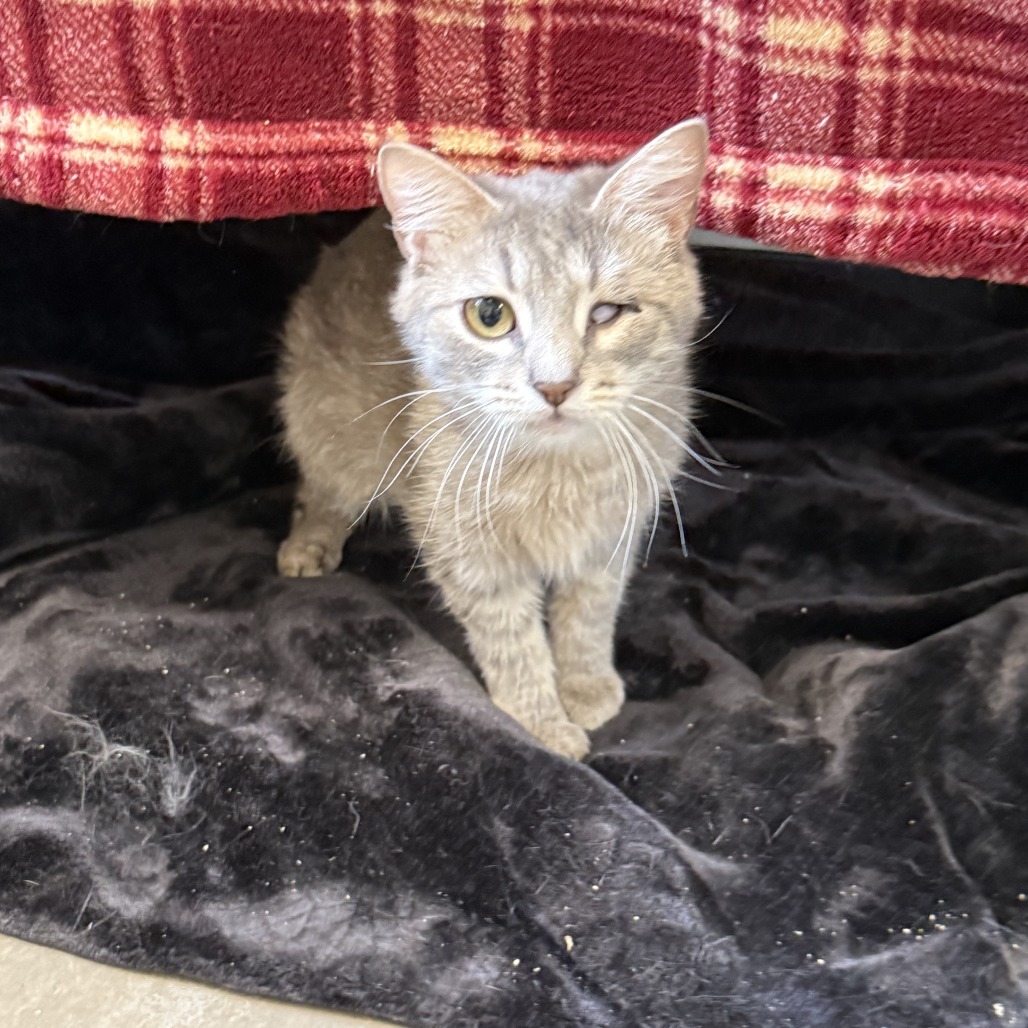 Letty, an adoptable Domestic Short Hair in Cody, WY, 82414 | Photo Image 1