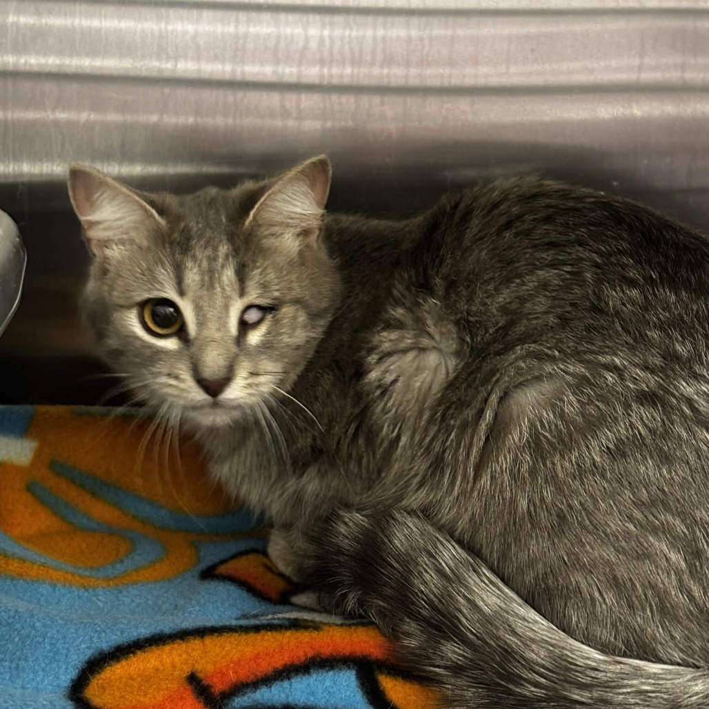 Letty, an adoptable Domestic Short Hair in Cody, WY, 82414 | Photo Image 2