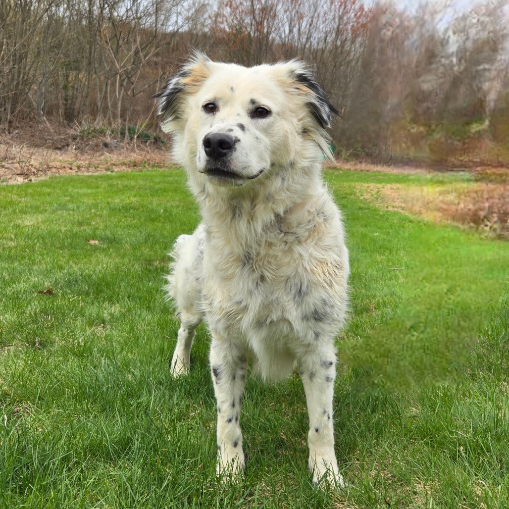 CT Georgia, an adoptable Spaniel, Setter in Eastford, CT, 06242 | Photo Image 1