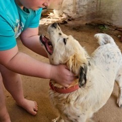 CT Georgia, an adoptable Spaniel, Setter in Eastford, CT, 06242 | Photo Image 2