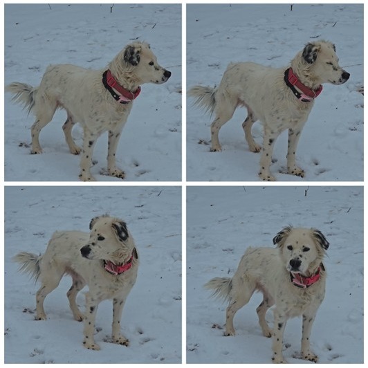 CT Georgia, an adoptable Spaniel, Setter in Eastford, CT, 06242 | Photo Image 3