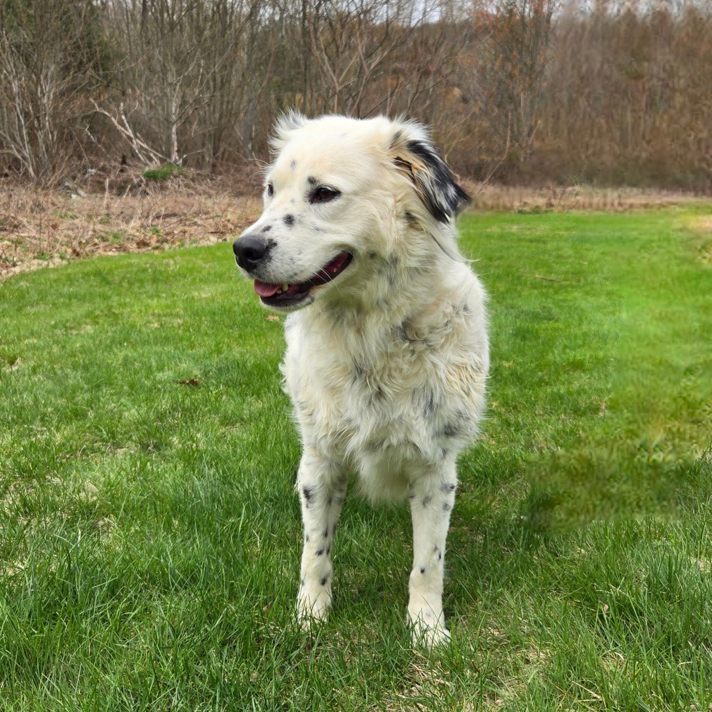 CT Georgia, an adoptable Spaniel, Setter in Eastford, CT, 06242 | Photo Image 6