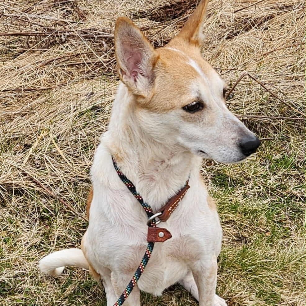 Amanda Panda, an adoptable Cattle Dog, Greyhound in Park Falls, WI, 54552 | Photo Image 1
