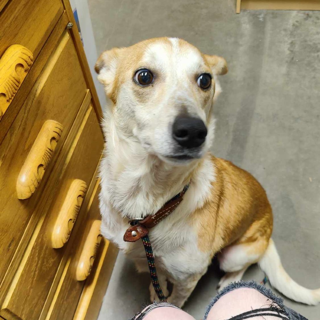 Amanda Panda, an adoptable Cattle Dog, Greyhound in Park Falls, WI, 54552 | Photo Image 2