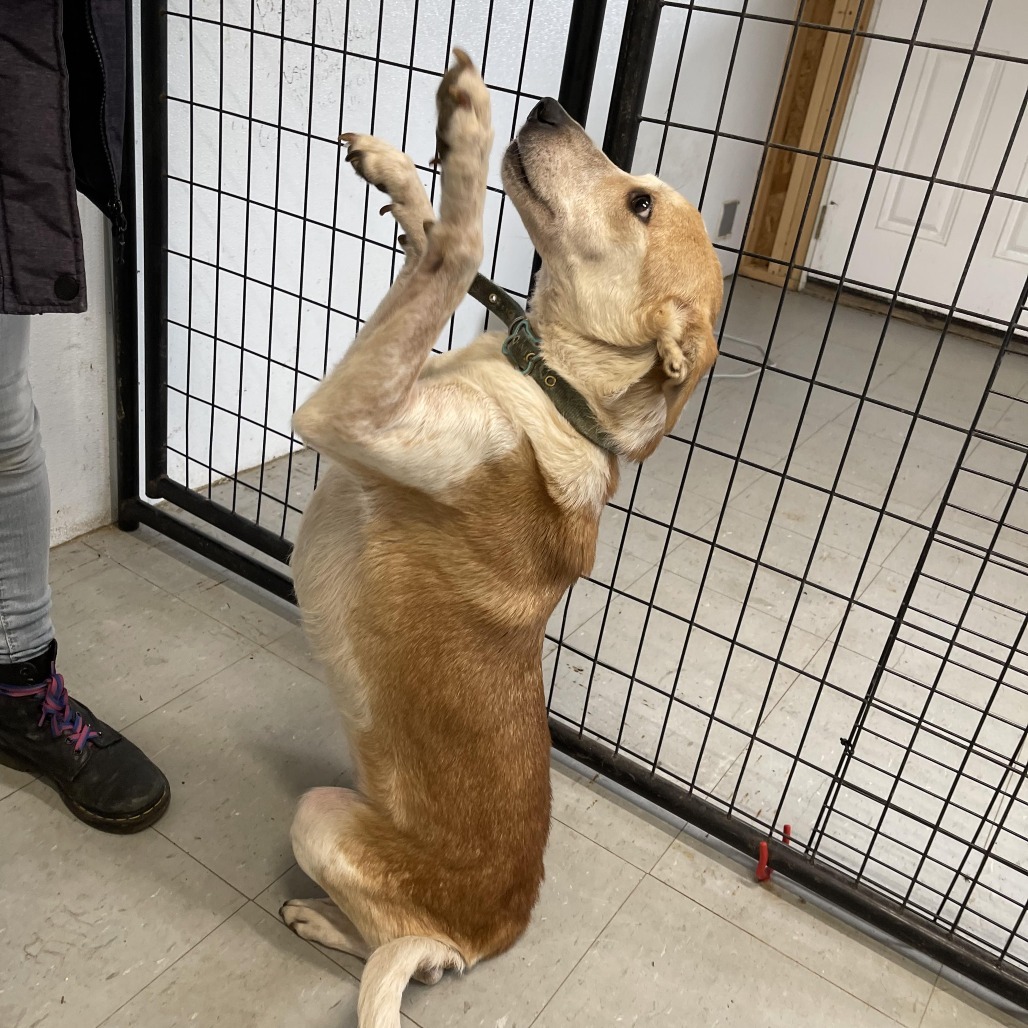 Amanda Panda, an adoptable Cattle Dog, Greyhound in Park Falls, WI, 54552 | Photo Image 3