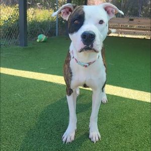 Dolly, Adult Female English Bulldog