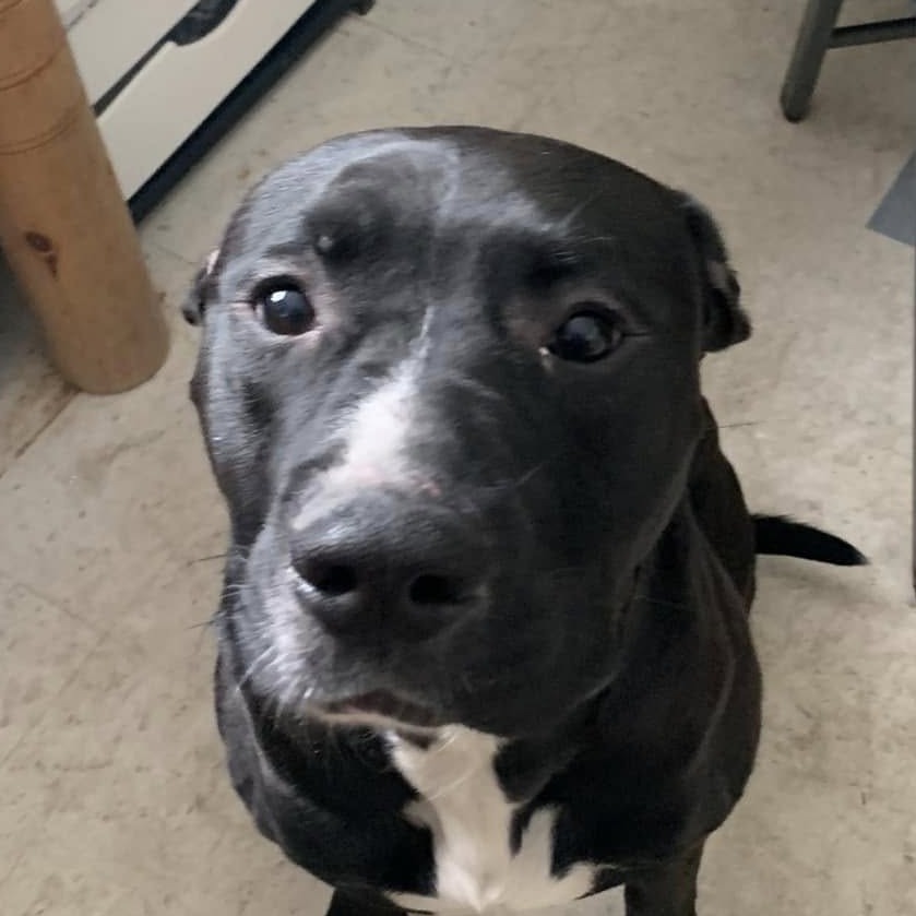 25-024/ Rocco, an adoptable Pit Bull Terrier in Tawas City, MI, 48763 | Photo Image 1