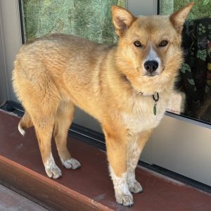 Varadero, Young Male Mixed Breed