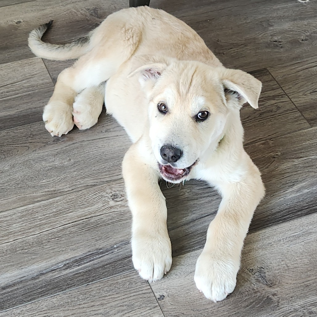 Willy, an adoptable Mixed Breed in Sioux Falls, SD, 57106 | Photo Image 1