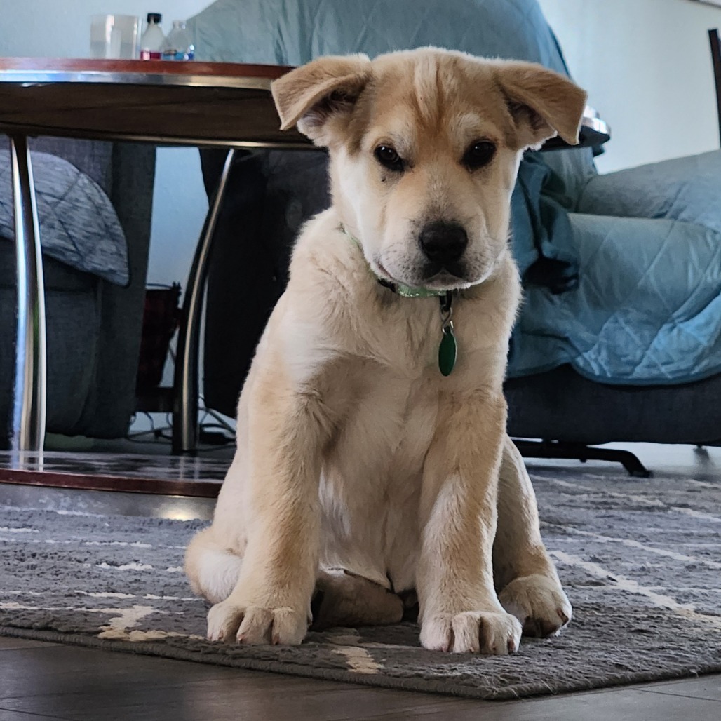 Willy, an adoptable Mixed Breed in Sioux Falls, SD, 57106 | Photo Image 2