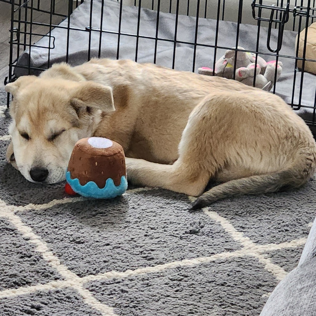 Willy, an adoptable Mixed Breed in Sioux Falls, SD, 57106 | Photo Image 3