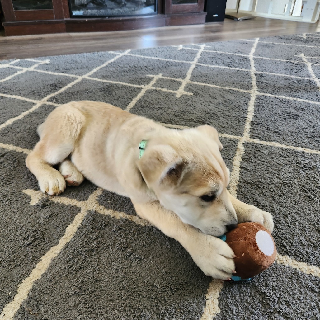 Willy, an adoptable Mixed Breed in Sioux Falls, SD, 57106 | Photo Image 4