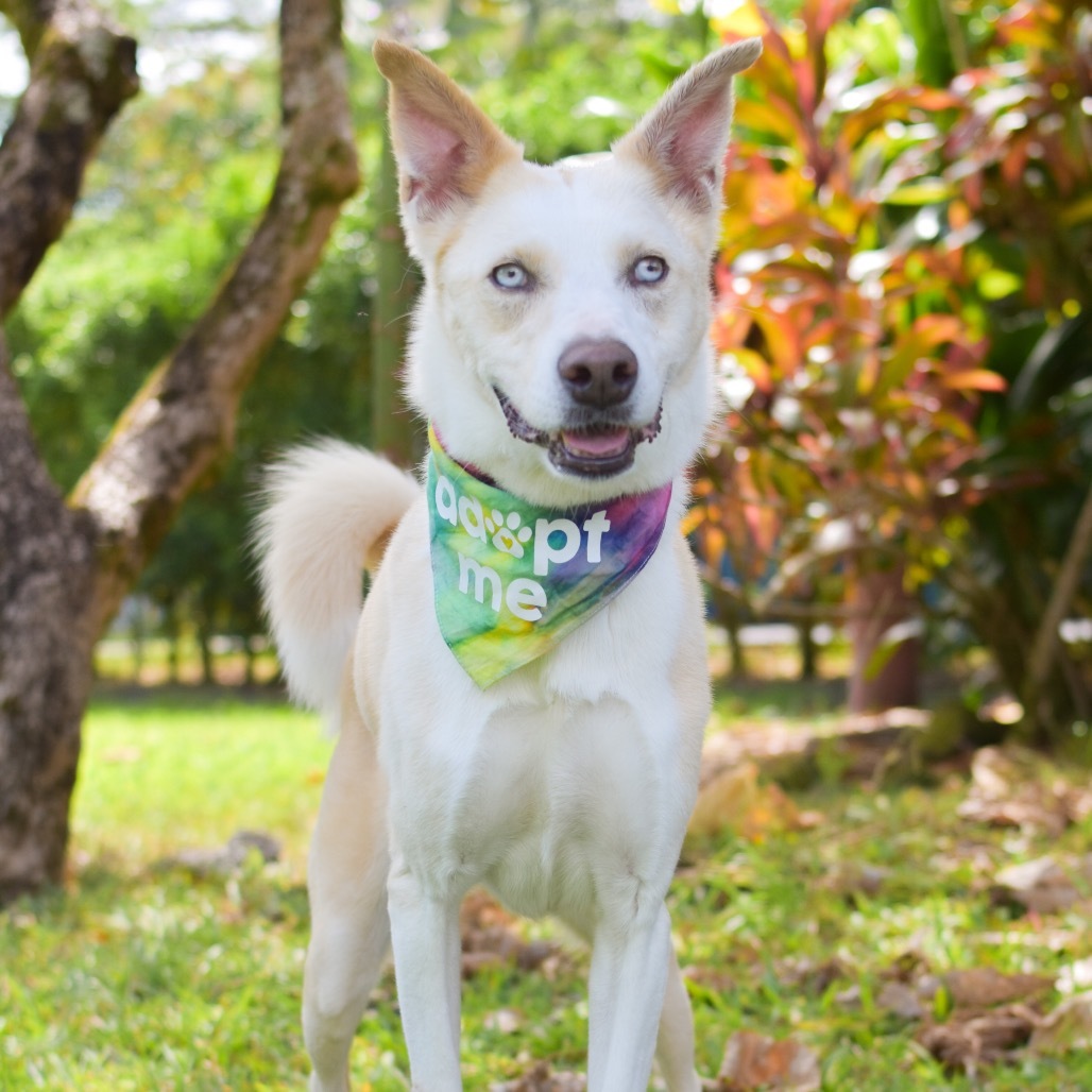 Nova, an adoptable Mixed Breed in Kailua Kona, HI, 96740 | Photo Image 1
