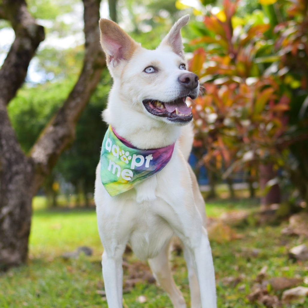 Nova, an adoptable Mixed Breed in Kailua Kona, HI, 96740 | Photo Image 2