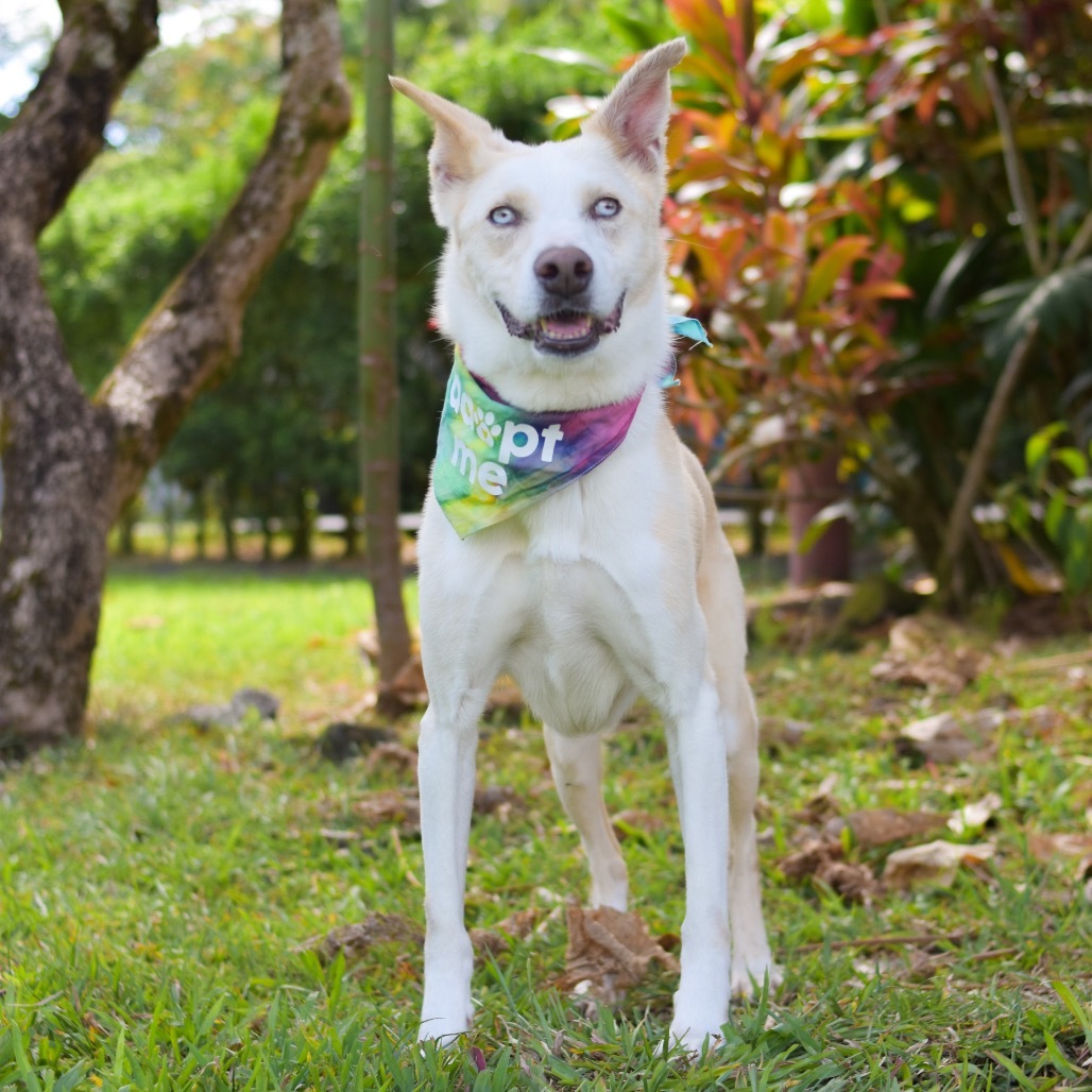 Nova, an adoptable Mixed Breed in Kailua Kona, HI, 96740 | Photo Image 3