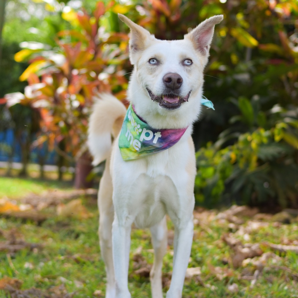 Nova, an adoptable Mixed Breed in Kailua Kona, HI, 96740 | Photo Image 4