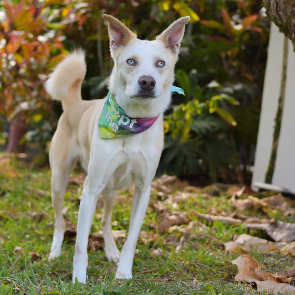 Nova, an adoptable Mixed Breed in Kailua Kona, HI, 96740 | Photo Image 5