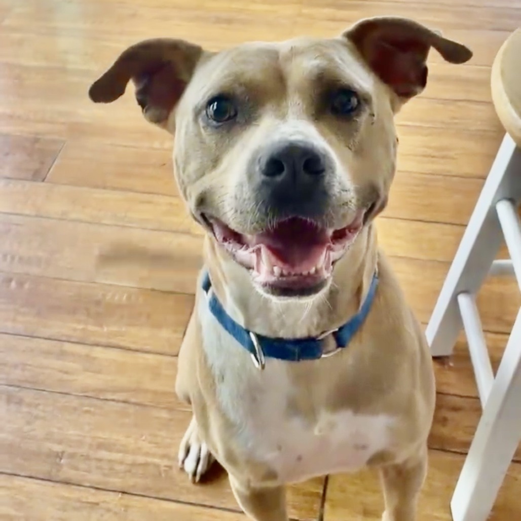 Scooby - Courtesy Posting, an adoptable Mixed Breed in Kailua Kona, HI, 96740 | Photo Image 1