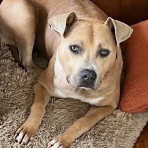 Scooby - Courtesy Posting, Adult Male Mixed Breed