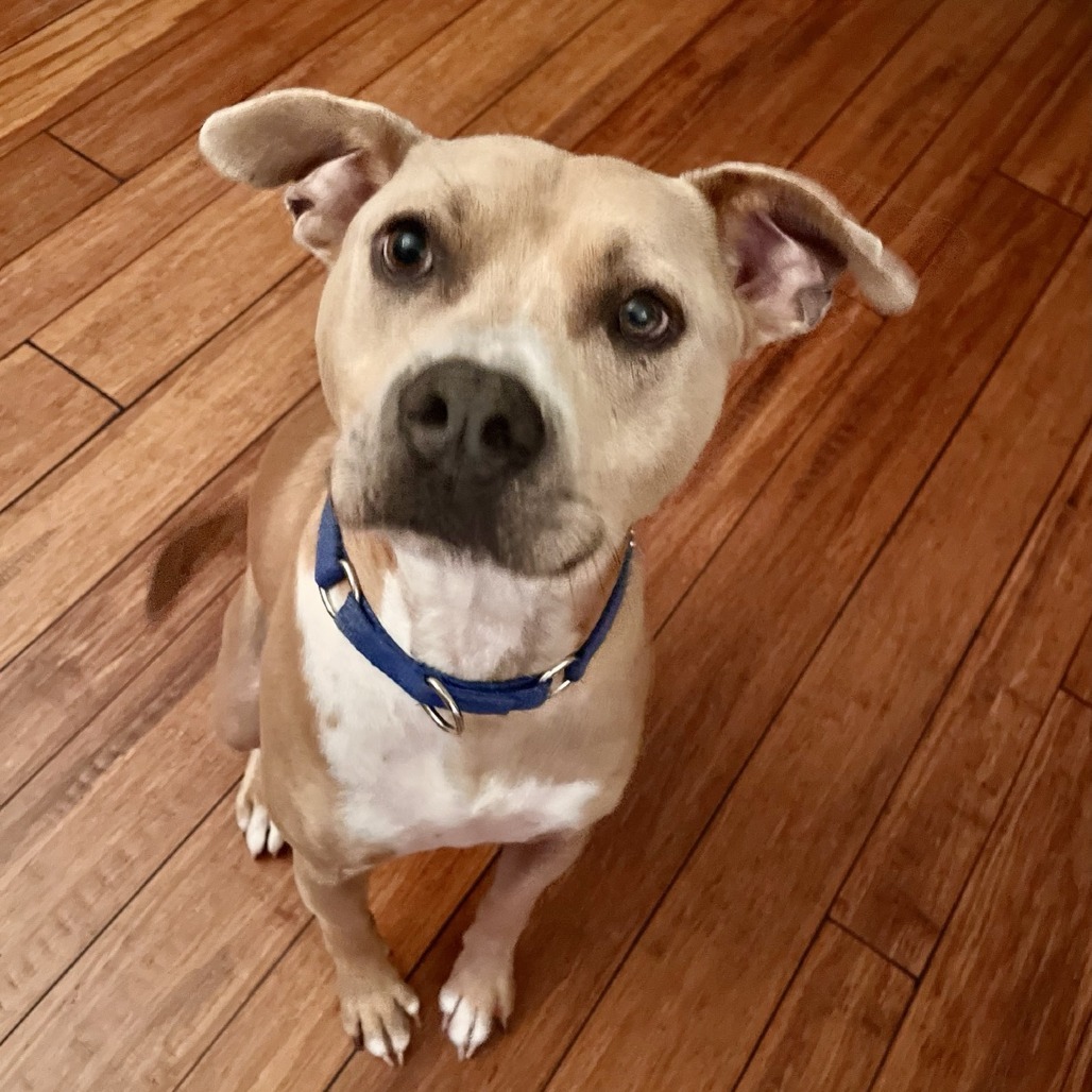 Scooby - Courtesy Posting, an adoptable Mixed Breed in Kailua Kona, HI, 96740 | Photo Image 1