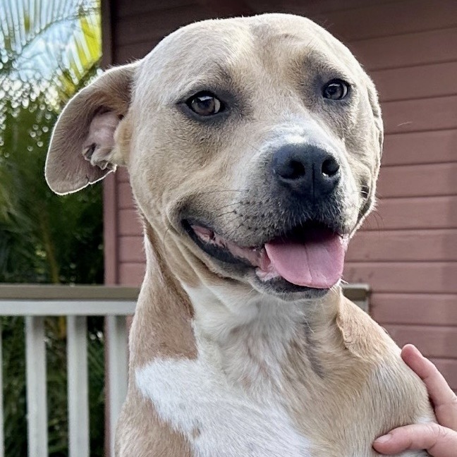Scooby - Courtesy Posting, an adoptable Mixed Breed in Kailua Kona, HI, 96740 | Photo Image 3