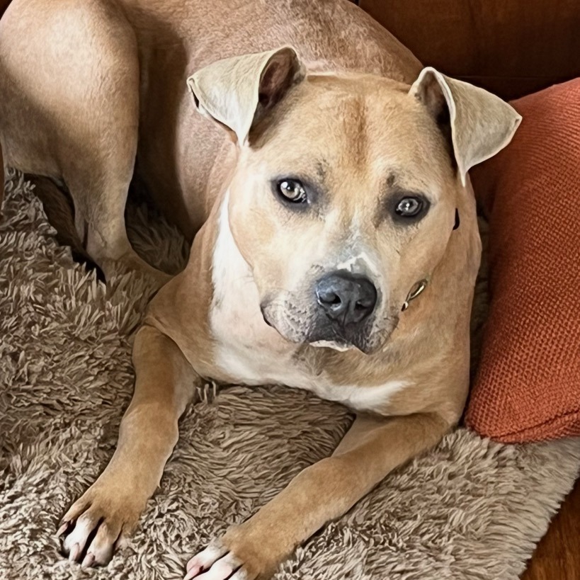 Scooby - Courtesy Posting, an adoptable Mixed Breed in Kailua Kona, HI, 96740 | Photo Image 3