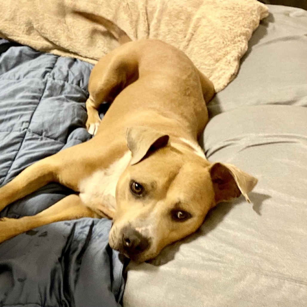 Scooby - Courtesy Posting, an adoptable Mixed Breed in Kailua Kona, HI, 96740 | Photo Image 5