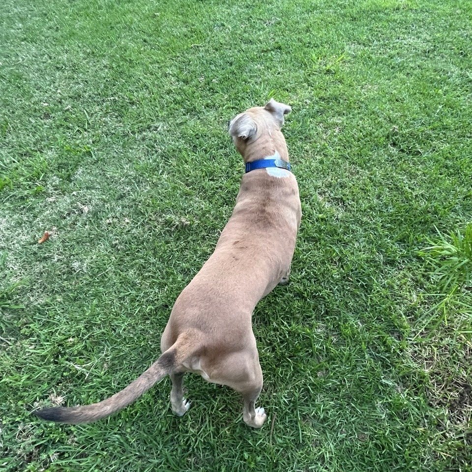 Scooby - Courtesy Posting, an adoptable Mixed Breed in Kailua Kona, HI, 96740 | Photo Image 6