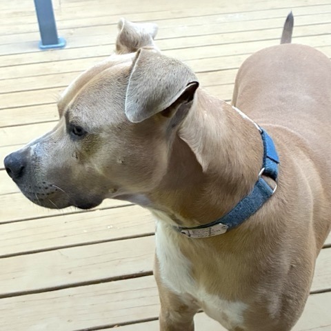 Scooby - Courtesy Posting