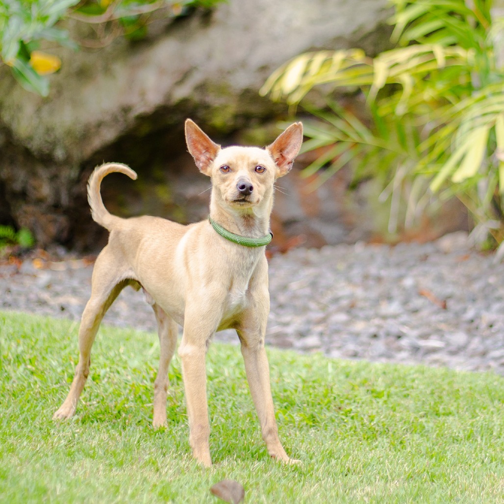 Monty, an adoptable Mixed Breed, Chihuahua in Kailua Kona, HI, 96740 | Photo Image 1