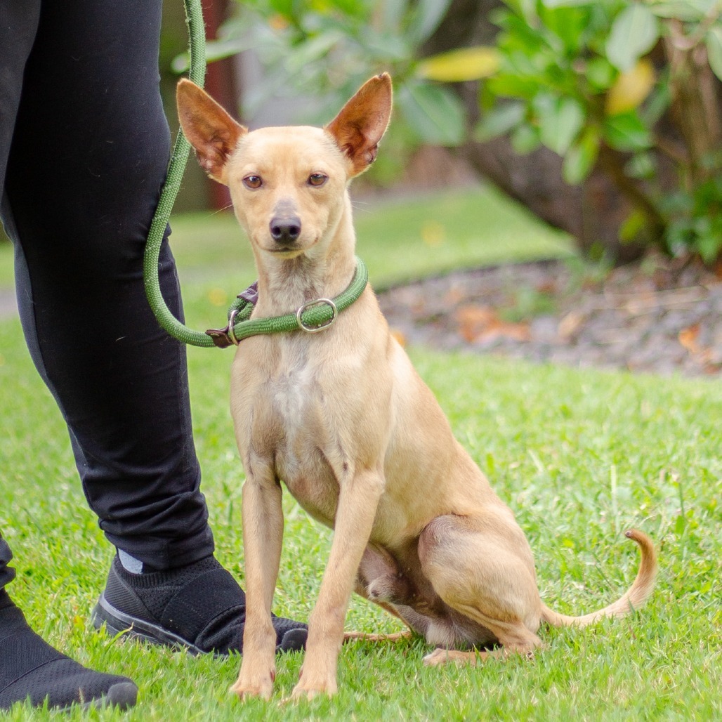 Monty, an adoptable Mixed Breed, Chihuahua in Kailua Kona, HI, 96740 | Photo Image 2